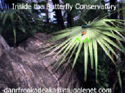 Butterfly on a Plant