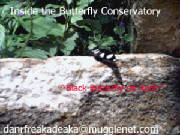 Butterfly on Rock