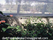 Inside the Butterfly Conservatory