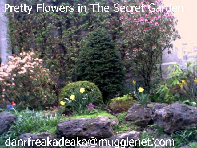 Pretty Purple Flowers In the Secret Garden